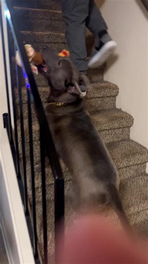 These dogs have used up all their luck😭🐶🐾#dog#funny#funnyanimals#funnypets#animals #pet #longervideos#catsoftiktok #fyp