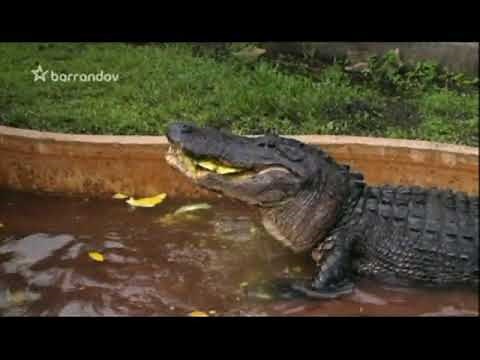 Dokument-V čelistech krokodýla Cz Dabing