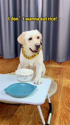 Tangyuan Labrador on Instagram: "Doggo: You tryna pull one over on this pup?!#petslife #petparents #mansbestfriend #foryoupate #dogsofinstagram #dogstagram #doglife #Labrado #doglover #dog #pets #funnyvideo"