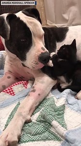 7.8M views · 1.1K reactions | Adorable! This little cat and big dog are best friends. | The National Desk - TND | Facebook