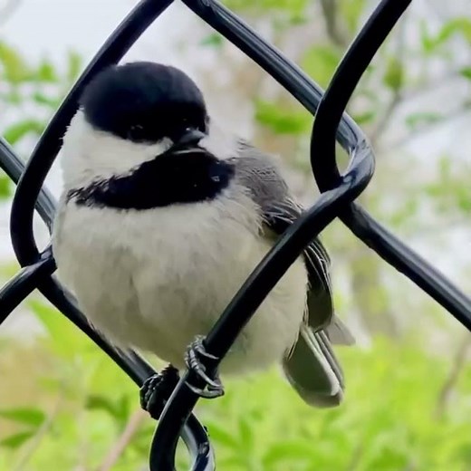 How to Identify Black-capped Chickadee by it’s Song and Call