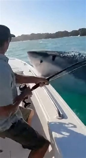 Epic Shark Struggle Fisherman Fights Enormous Predator