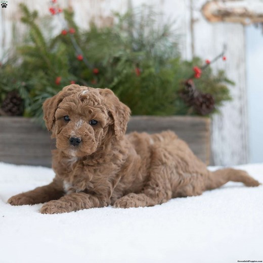 Mini Labradoodle Puppies For Sale - Greenfield Puppies