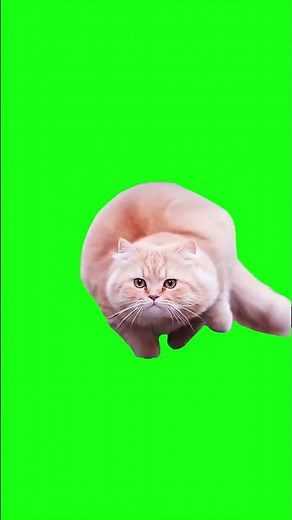 Spinning Cat Meme | Green Screen #spinning #cat #flying #spinningcat