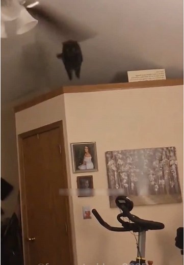 Cat fall ! Funny cat videos 😂 #funnycat #funnyanimals #funnypets #funny #cat #fyp #pourtoi