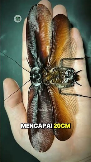 Megaloblatta, Kecoa Terbesar di Dunia.