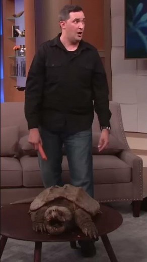 The Incredible Power of a 150-Year-Old snapping turtle.