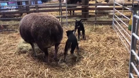 New UK-bred sheep looks just like a badger