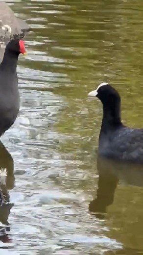 Rallidaes🥰 #fulicaatra #fologa #coot | Duckhuntingg