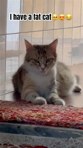 I have a angry fat cat 😍🥲😂 #funnycats #cat #pets #meow #catblogger