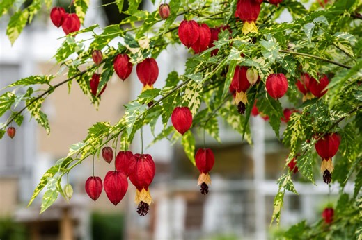 Chinese Lantern Variegated Abutilon Flowering Maple Live Starter Plant - Etsy