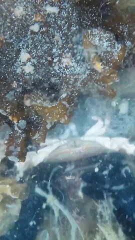 Crab eating a poisonous jellyfish