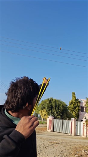 amazing Birds hunting with slingshot #slingshot #birds #hunting