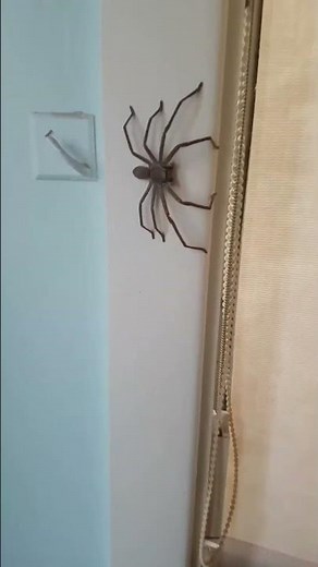 Huntsman Spider Australia