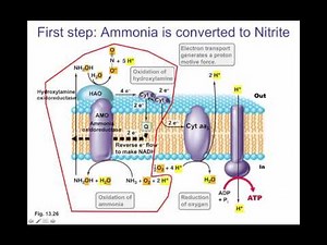 Nitrogen Assimilation: N2, Nitrate, Ammonia and Symbiosis.