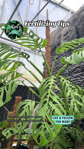 🌿 Essential Tips for Fertilizing Your Plants! 🌿 1️⃣ Use a balanced liquid fertilizer every 2-4 weeks during the growing season. 2️⃣ Consider using slow-release fertilizer for steady nutrition. 3️⃣ Always water your plants before applying fertilizer to avoid root burn. 4️⃣ Use a diluted (half-strength) fertilizer solution for young or sensitive plants. Follow us for more plant care tips and tricks! 🪴 Don’t forget to check out our beautiful plants, link in bio. 🌱✨ #PlantCare #FertilizingTips #