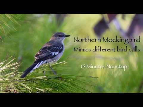 Northern Mockingbird Mimics Different Bird Calls (15-min Non-stop recording) 🐦 🎶
