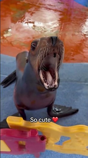 sea lion core.