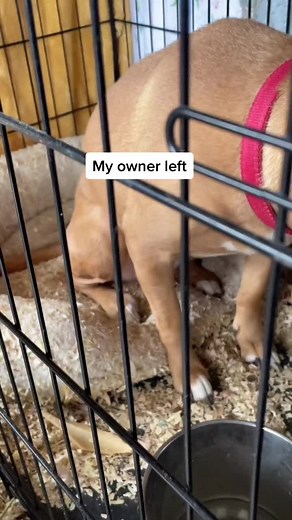 bigpawslargebreedrescue on TikTok