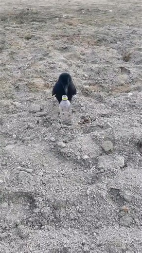 Smartest Bird | Lean Six Sigma Global