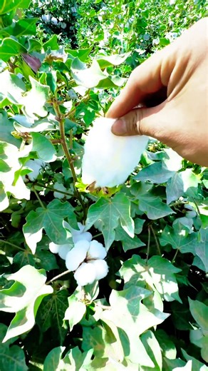 450K views · 9.1K reactions | From Bud to Fluff  The Fascinating Journey of a Cotton Flower to Cotton Fibers ☁️ #NatureFacts #Cotton | Seethee | Facebook