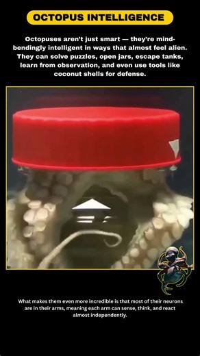 Octopus Intelligence Is on Another Level This Feels Alien . #facts #octopus #seacreatures #usashorts