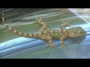 Gecko méditerranéen
