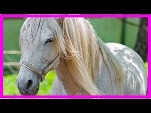 Horse mating videos and breeding information