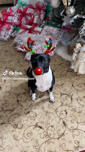 Merry Dog Christmas Video