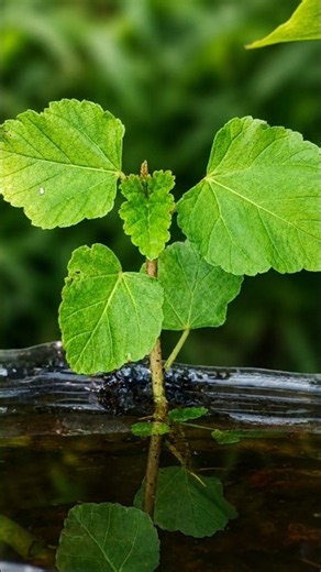 📷plant photography upto 4X zoom