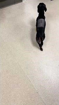 Heard about IVDD (Intervertebral Disc Disease) in dogs? TyNeurolgist, Dr. Fred Wininger!