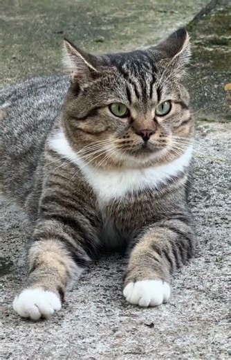 Unveil the Gender of a Tabby Cat in Seconds
