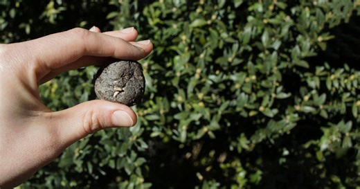 Making Seed Balls to Help Birds