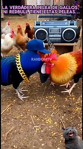 La verdadera pelea de gallos, ni redbull tiene estas peleas… Dos gángsters del corral acaban de redefinir el hip hop con el flow más pesado y las cadenas más brillantes de la granja #RapAvicola #GallosDePelea #FlowViolento #HipHopChicken 🐔🎤🧢🔥 | RandomTv