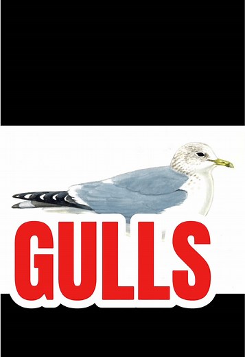 Understanding Gulls: Fun Facts About Seagulls