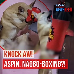 Boksingero si Barako! Kakaiba ang natutunang tricks ng Aspin na si Barako. Ang kanyang special skills kasi… mag-boxing?! Ang pangmalakasag suntok ni Barako, panoorin sa video! | GMA News