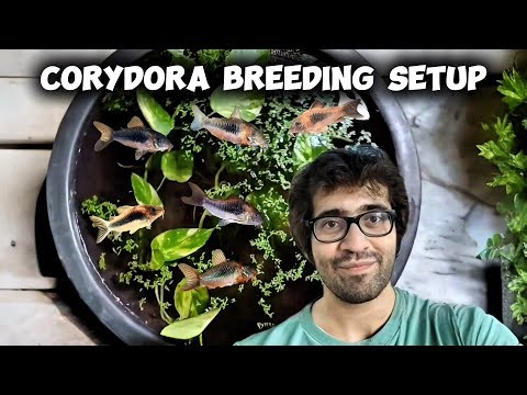 New Corydoras Breeding Pond Setup 🐟 | Bronze Cory Catfish Vlog