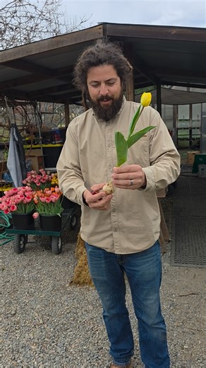 Earl's Organic Produce on Instagram: "T.J. Silva from Earthbound Farm Stand in Carmel Valley, California shows how he creates a longer tulip stem by cutting the tulip bulb in half. His colorful array of organic tulips are field grown and now being harvested! "Traditionally, if you let the tulip bloom and die back, the bulb will pull energy from the dying flower and foliage back into the bulb and store it, to enable it to bloom next year. Since we use the tulips for cut flowers, we cut the life s