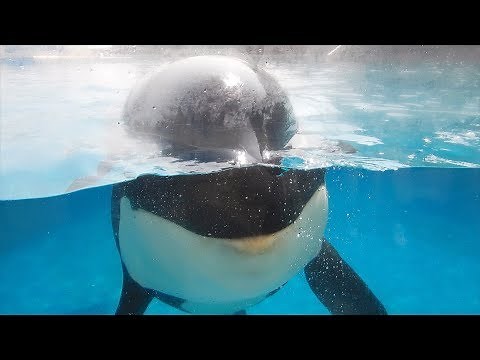 シャチの正面顔がかわいすぎる。Sooo cute orca@KAMOGAWA SEA WORLD