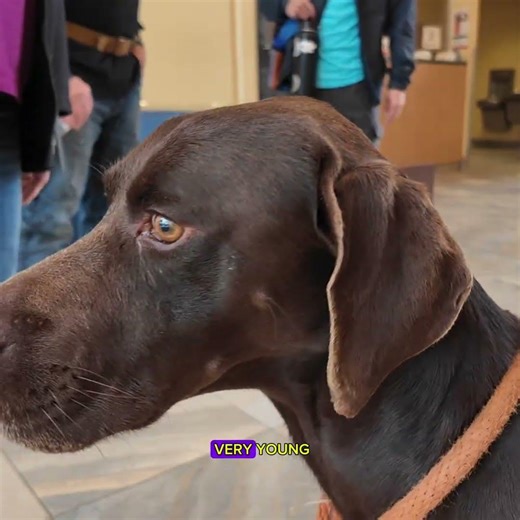 GSP With Snaggle Tooth! 🦷