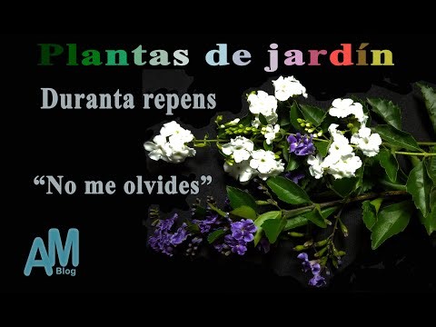 Duranta erecta No me olvides