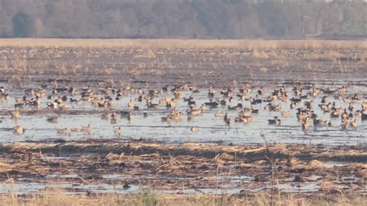 Managing Waterfowl Habitats: The Impact of Corn Fields