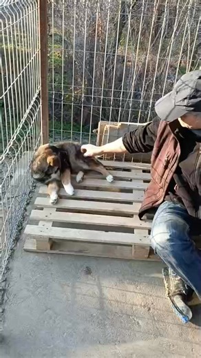 MACE FOR ADOPTION 🩷 Mace is looking for someone to give her a chance in life.. could that be you ? 🐾 Approx 7 months old 🐾 medium / large when fully grown 🐾 Not cat or child tested 🐾 Could live with another dog Location: Romania 🇷🇴 We can bring Mace to the UK upon home offer. Mace is timid but very gentle. 🥰 If you are unable to adopt at this time, please share Mace home appeal so we can find her family ! 🙏🏼 Please pop us message if you’d like to discuss adoption further or alternative