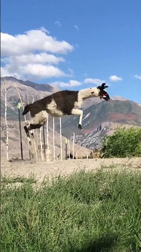 Jumping llama #llamas