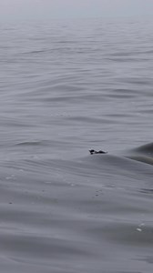 379K views · 5.9K reactions | Got the common murre | Slater Moore Photography | Facebook