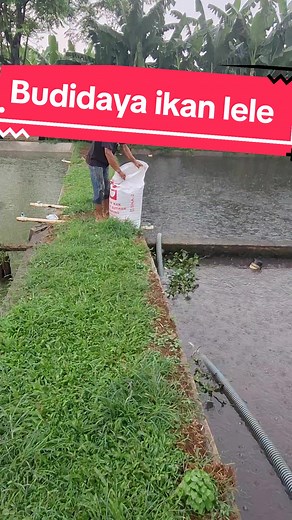Budidaya Ikan Lele di Kolam Tanah yang Efisien
