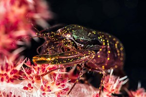 How a tiny shrimp fires a savage shock wave using just its claw