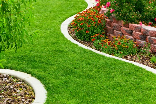 Flying ant day turns lawns into swarms across warm July evenings