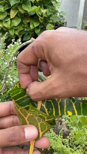 DIY Gift Idea Using a Leaf! #diy #flowers #ideas