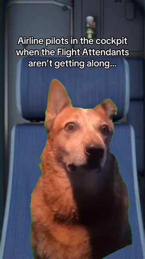 203K views · 3.1K reactions | Yes, airline pilots can hear the flight attendants from the Galley. And it never fails, when someone doesn’t get along, or the A is having issues with a passenger our eyes get big and we give each other “the look” 99% its all good, because in the clerb… we all fam (or something like that)  @fly.food.win | StaffTraveler | Facebook